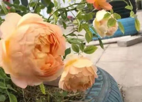 四季红木香一年开几次花