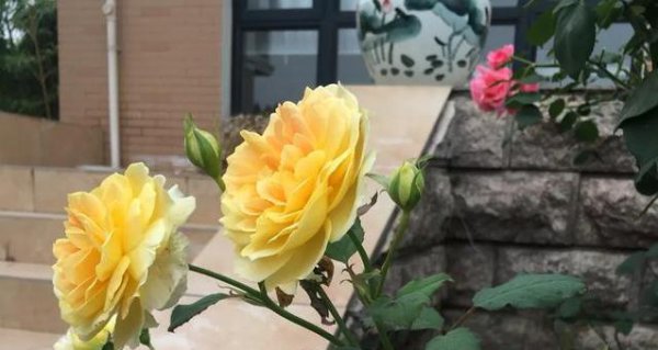 月季颜色怎样搭配着栽种好看