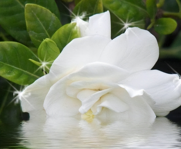 送栀子花代表什么意思