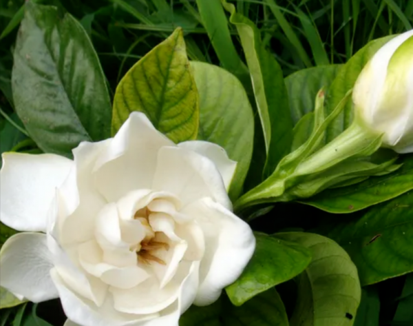 送栀子花代表什么意思