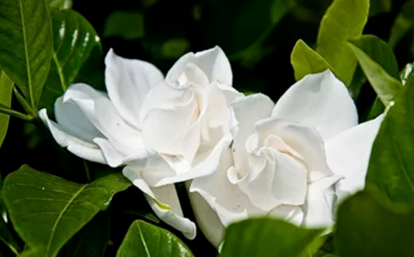 送栀子花代表什么意思