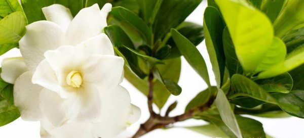 送栀子花代表什么意思