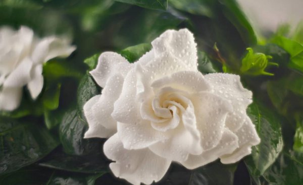 送栀子花代表什么意思