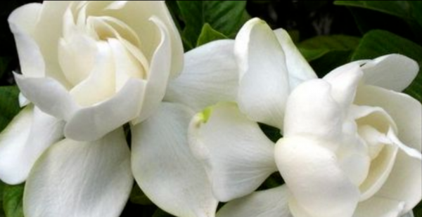 送栀子花代表什么意思