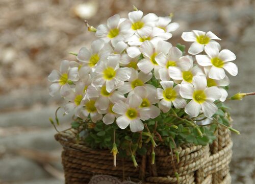 酢浆草春天可以种吗