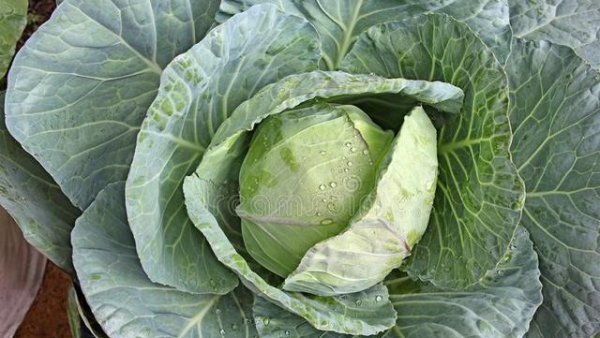 莲花白不包心怎么办