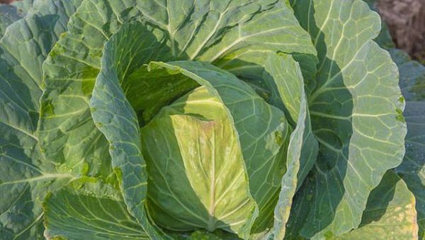 莲花白不包心怎么办