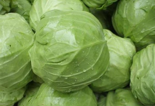 莲花白不包心怎么办