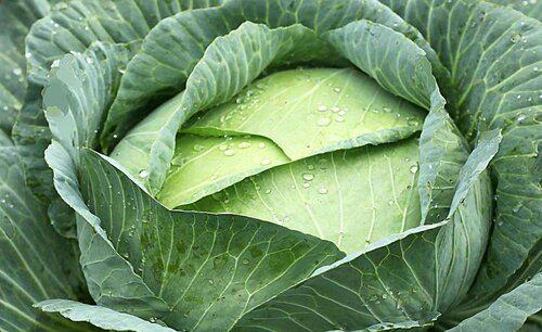 莲花白不包心怎么办