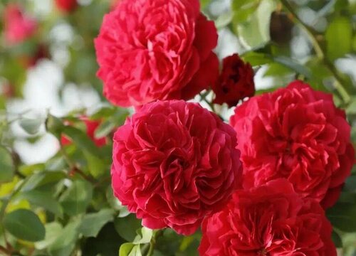 红色达芬奇是藤本还是灌木