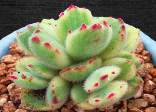 熊童子怎么爆盆