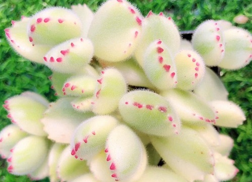 熊童子怎么爆盆