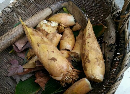 冬笋发苦还能吃吗