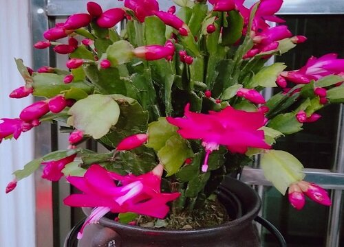 蟹爪兰花苞干瘪是怎么回事