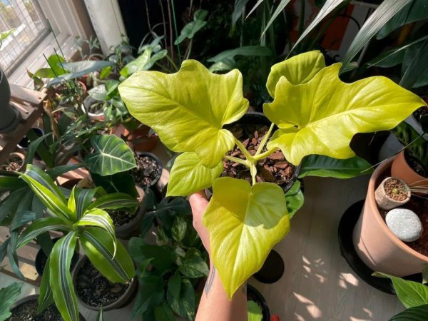 室内最好养的盆栽排名