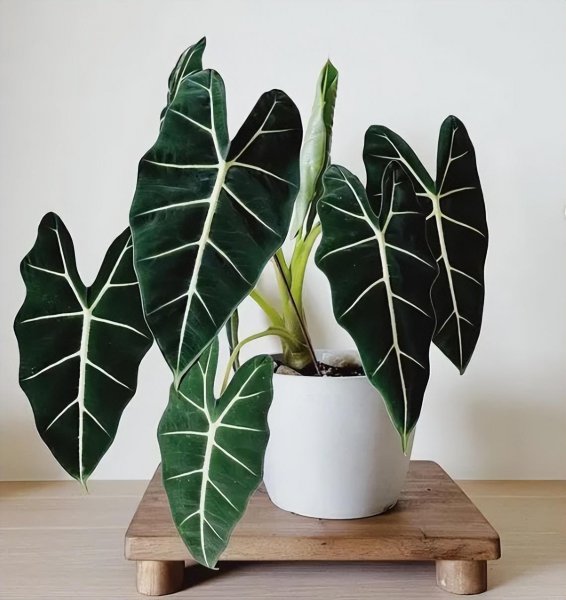 室内最好养的盆栽排名