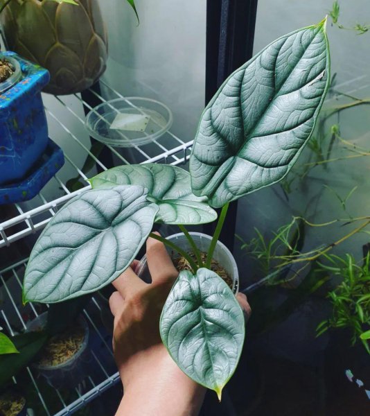 室内最好养的盆栽排名