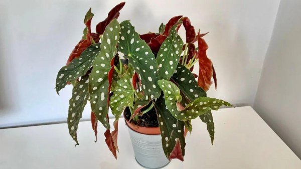 室内最好养的盆栽排名