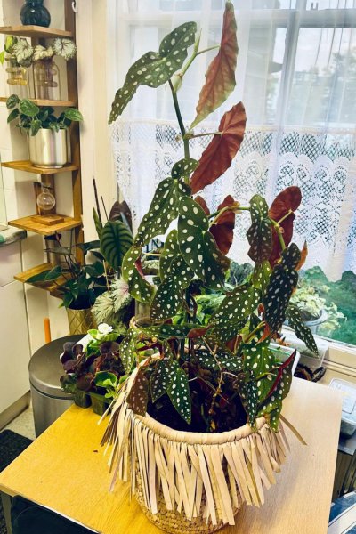 室内最好养的盆栽排名