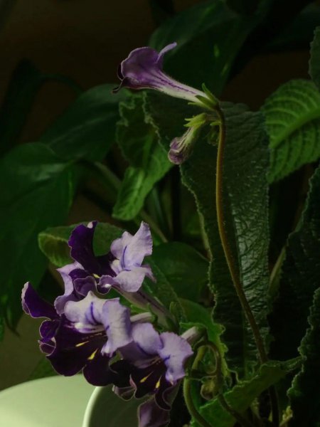 室内最好养的盆栽排名