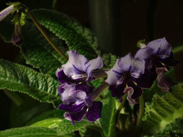 室内最好养的盆栽排名