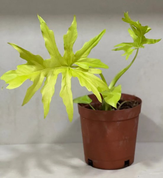 室内最好养的盆栽排名