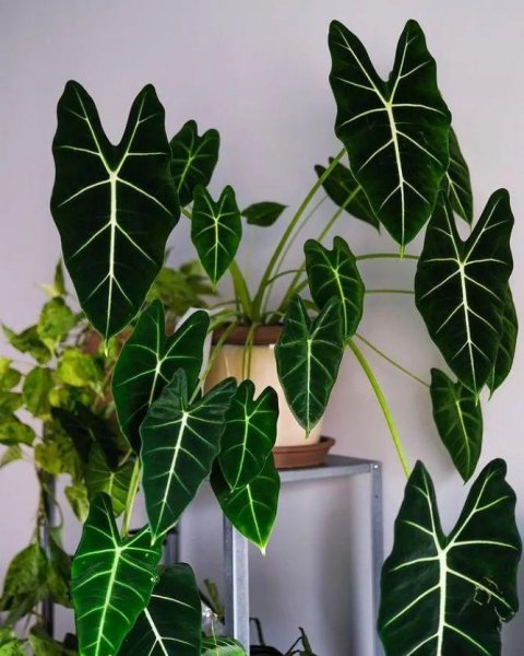 室内最好养的盆栽排名