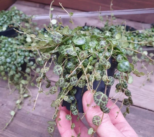 室内最好养的盆栽排名