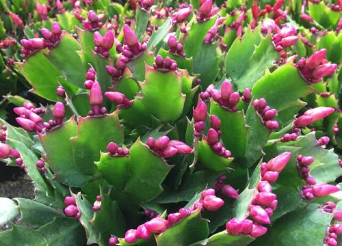 蟹爪兰花苞干瘪是怎么回事