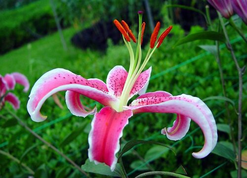 百合花什么时候播种合适