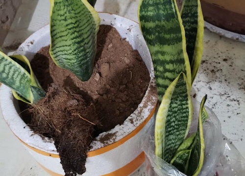 冻伤虎皮兰处理方法