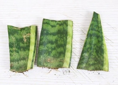 冻伤虎皮兰处理方法