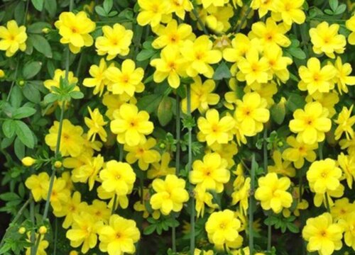 迎春花一年开几次花