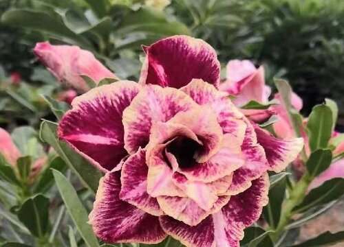 沙漠玫瑰落花苞原因及养护技巧