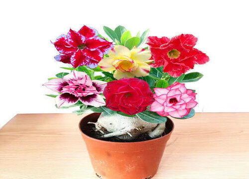 沙漠玫瑰落花苞原因及养护技巧