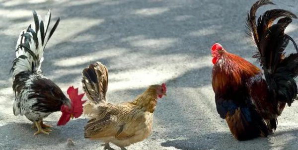 十二生肖哪个最抠门