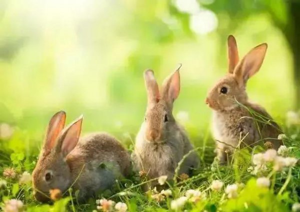 十二生肖哪个最抠门