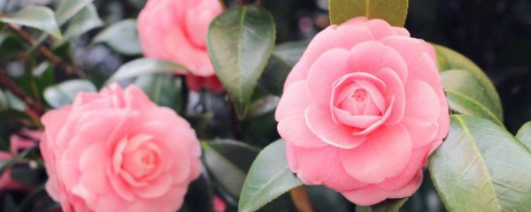 切花保鲜的常用办法