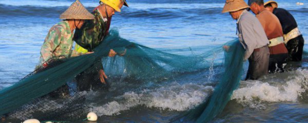 新鲜草鱼如何腌制炒好吃