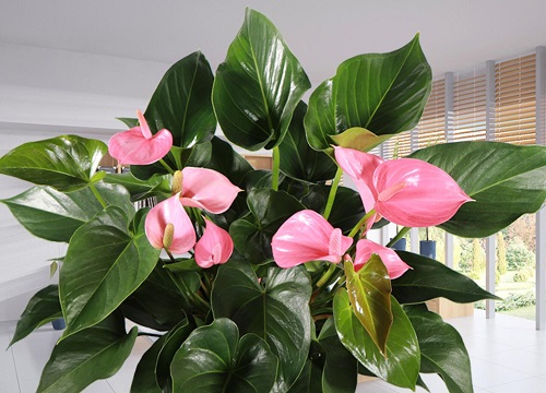 粉掌花适合在室内养吗