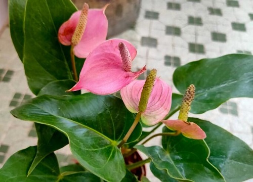 粉掌花适合在室内养吗