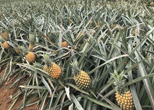 菠萝生长在什么地方