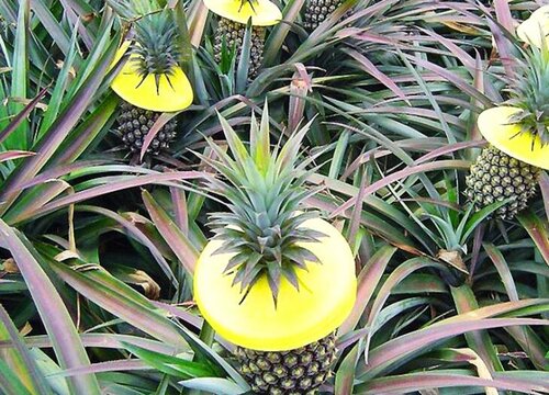 菠萝生长在什么地方