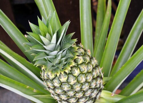 菠萝生长在什么地方