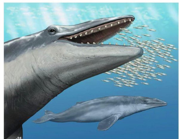 鲸鱼属于鱼类吗