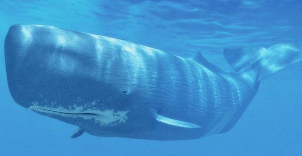 鲸鱼属于鱼类吗