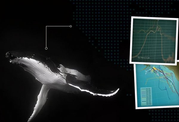 鲸鱼属于鱼类吗