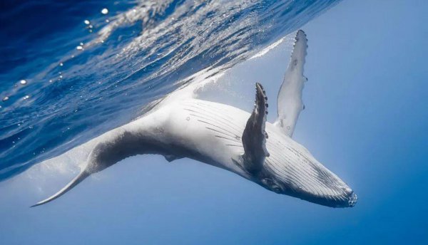 鲸鱼属于鱼类吗