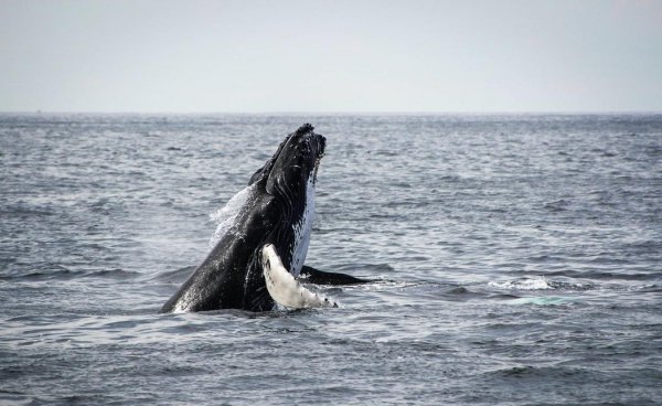鲸鱼属于鱼类吗