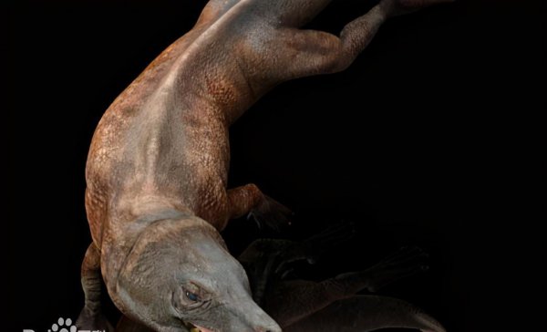 鲸鱼属于鱼类吗